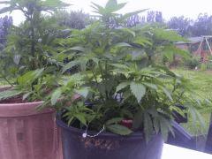 IMG 20120720 084909