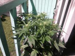 2012 08 07 12.29.08