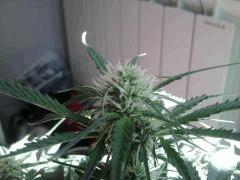 2012 08 09 15.52.53
