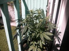 2012 08 07 12.10.03
