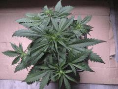 2012 08 02 10.20.45