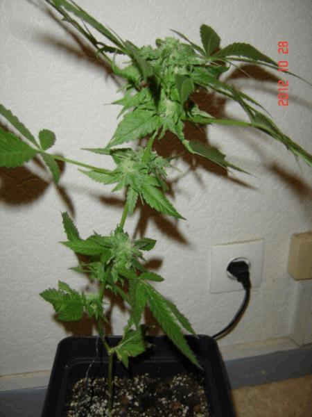 gallery_708557_2360_12267.jpg