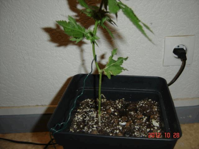 gallery_708557_2360_19873.jpg