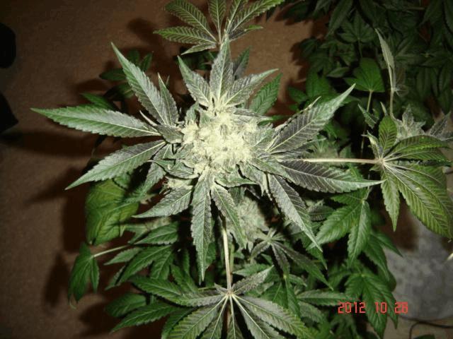 gallery_708557_2360_40405.jpg