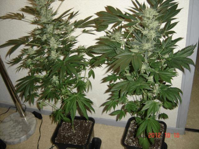 gallery_708557_2360_7902.jpg
