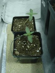 2kushberry à C+8 environ
