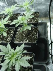 Kushberry C+19