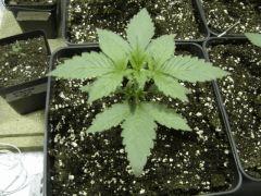 KushBerry C+15