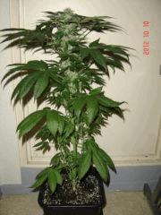 tropimango F+45