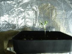 Strong Kush mutante