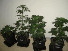 KushBerry F+5 (C+30)