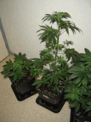 2 KushBerry