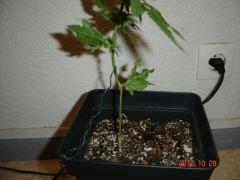 Strong kush infirme F+60