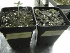 Kushberry en retard C+3-4