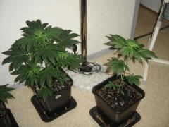 KushBerry F+5