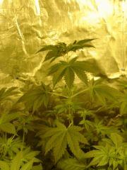 Kushberry C+30F+1