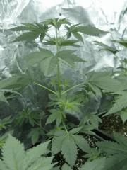 Kushberry C+25