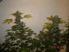 Industrial Plant F+60