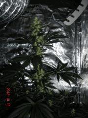 Kushberry f+45