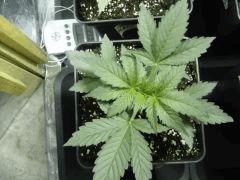 Kushberry C+19