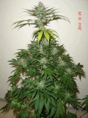 KushBerry F+60