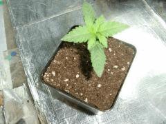 Kushberry C+10 environ