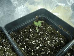 Fail StrongKush à C+17 environ