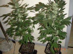Indusrial Plant F+45