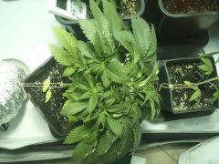 IMG 20120823 195120