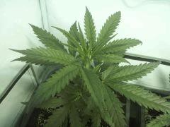 IMG 20120822 022352 1