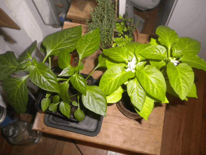 gallery_748602_2366_41115.jpg