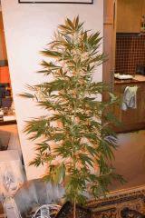 Arbre Amnésia Haze 11Litres