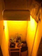 Carré 2 // Petites plantes future espace de flo !