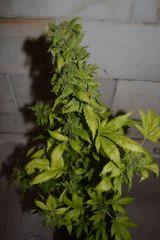 White rhino