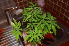 Bonsai de Moby en prepa