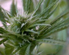 macro Skunk Flo+20