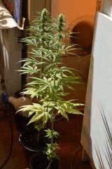 Sativa Unknows mais Tellement belle !!!