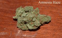 Amnésia Haze