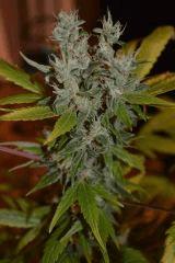 Jack Herrer