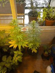 Sativa 1&2
