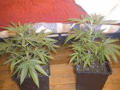 Petites - Skunk1