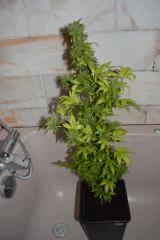 White rhino