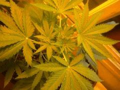 Cut Buissons Skunk
