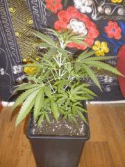 Petite Skunk1