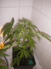 Skunk #1 - 01