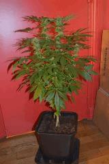 White Rhino Buisson Boulle