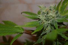 JACK HERRER (GHS) F+40~