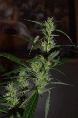 AK48 Pheno tetes en longeur..
