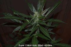 SuperCritical Auto de chez GHS Flo+25~