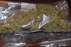 MobyDick Bouture 25g.